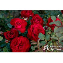 Störtebeker® Pokaźny, nabity płatkami kwiat, czerwonej barwy. Bardzo przyjemnie pachnie. Średniej wysokości krzew.