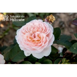 Märchenzauber® Duże, mocno pełne, różowe barwy, bardzo przyjemnie pachnie. Niski krzew.