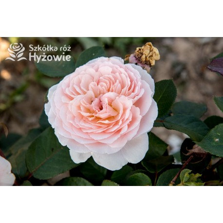 Märchenzauber® Duże, mocno pełne, różowe barwy, bardzo przyjemnie pachnie. Niski krzew.