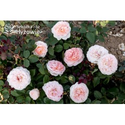 Märchenzauber® Duże, mocno pełne, różowe barwy, bardzo przyjemnie pachnie. Niski krzew.