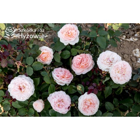 Märchenzauber® Duże, mocno pełne, różowe barwy, bardzo przyjemnie pachnie. Niski krzew.