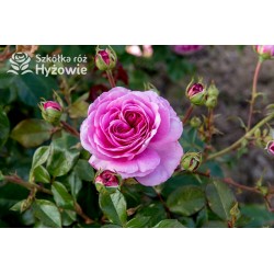 Ozeana® Duże, bardzo pełne kwiaty, liliowej barwy, mocno intensywnie pachnie. Wysoki krzew.