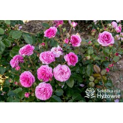 Ozeana® Duże, bardzo pełne kwiaty, liliowej barwy, mocno intensywnie pachnie. Wysoki krzew.