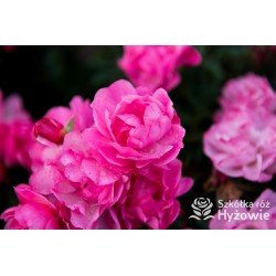 Maxi Vita® Małe, różowej barwy kwiaty. Błyszczące liście. Niski krzew.