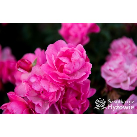 Maxi Vita® Małe, różowej barwy kwiaty. Błyszczące liście. Niski krzew.