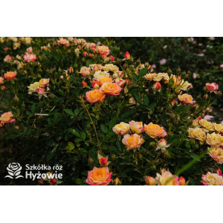 Róże miniaturowe, róże miniatury