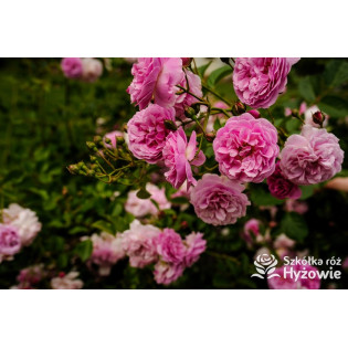 Róże parkowe - sklep internetowy