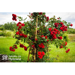 Róże pnące, róże pnące Kraków