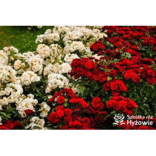 Róże rabatowe - różne odmiany