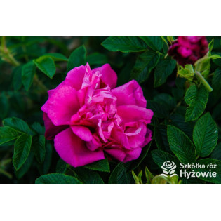 Rosa rugosa, róże pomarszczone