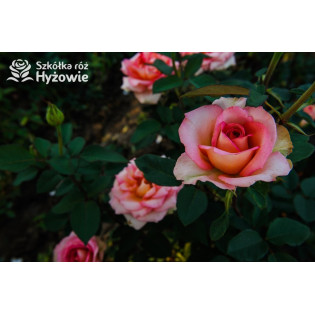 Róże wielkokwiatowe - Mieszańce herbatnie