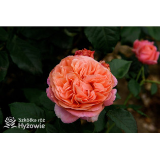 Róże Nostalgiczne®