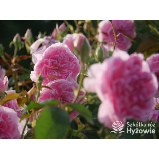 David Austin® Róże Angielskie